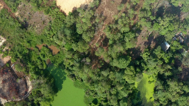 4K航拍镜头，藻类开花水绿色表面的水污染，水的自然和环境与漂移和流动在一个湖的边缘在夏天。生态灾难的概念。视频素材