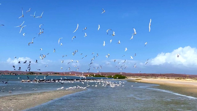 海鸥和鹈鹕在海滩上飞翔视频素材