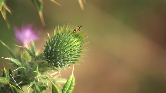 花矛蓟(cirsiumvulgare)视频素材