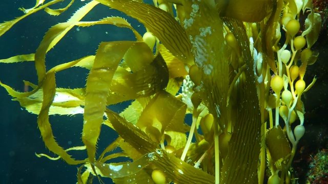 光线透过巨大的海藻森林。Macrocystis pyrifera。潜水，水族馆和海洋概念。水下近距离摇摆的海藻叶子。阳光穿透充满活力的奇异海洋植物视频素材