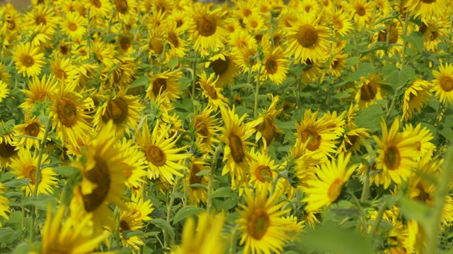 近距离观察:当蜜蜂从花朵上采集花蜜时，向日葵在微风中摇摆视频素材