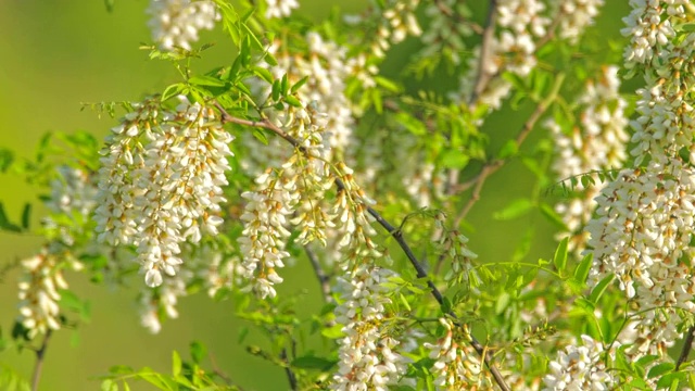 盛开的金合欢树与白色的花在春天。盛开的虚假的相思。视频素材