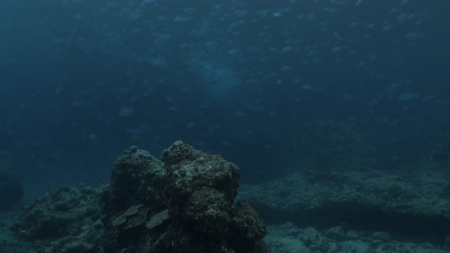 小笠原群岛海底暗礁上成群生长的海鲑视频素材