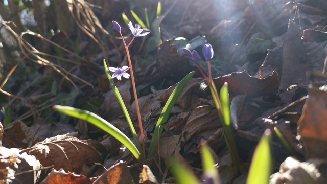 森林里的蓝色雪花莲特写视频素材