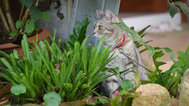 虎斑猫在绿色的花园外面玩耍视频素材