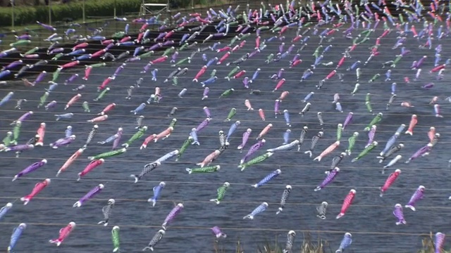 日本群马县河上数以千计的“Koinobori”视频素材