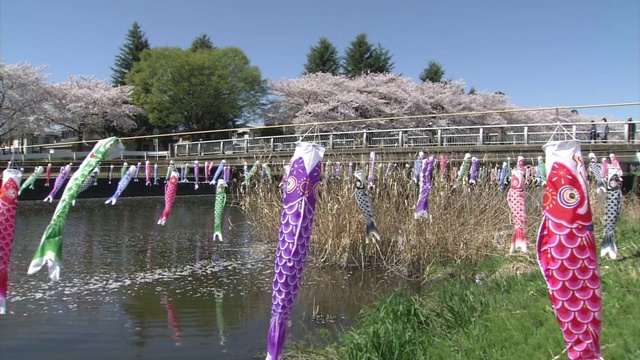 Koinobori' Over River And Tourists，群马县，日本视频素材