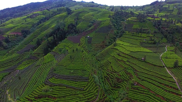 空中，美丽的茶园景观视频素材