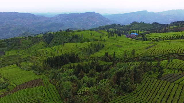 茶园风景优美视频素材