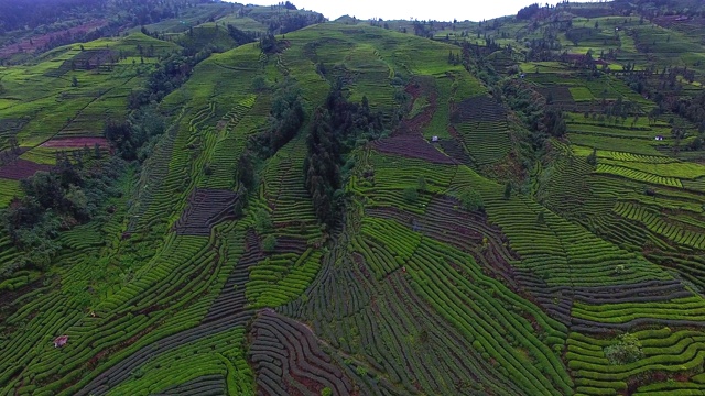 空中，美丽的茶园景观视频素材