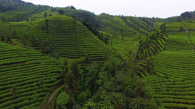 空中，美丽的茶园景观视频素材