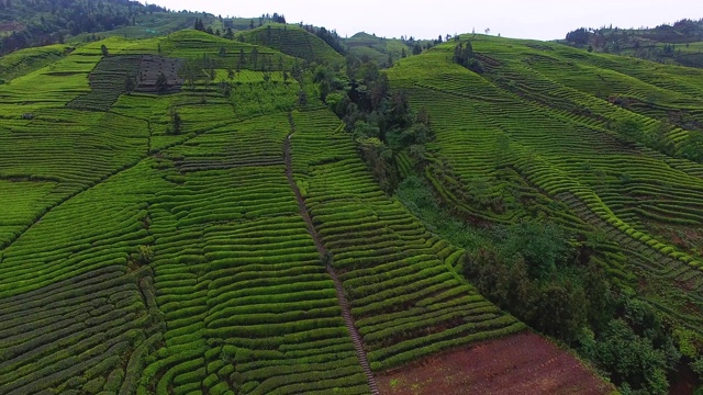 空中，美丽的茶园景观视频素材