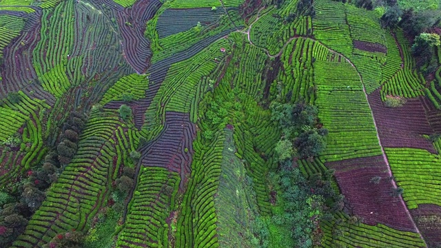 茶园风景优美视频素材