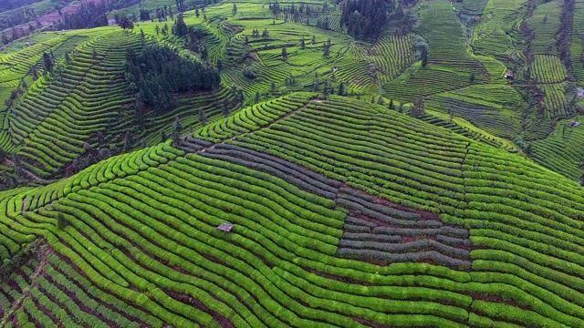 山地茶园的空中景观视频素材