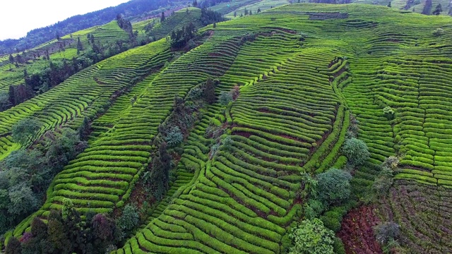 山地茶园的空中景观视频素材