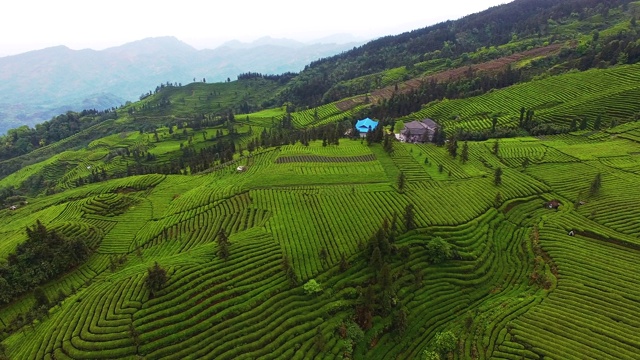 茶园风景优美视频素材