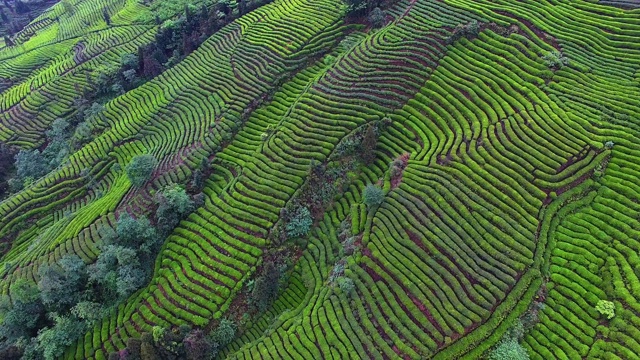 山地茶园的空中景观视频素材