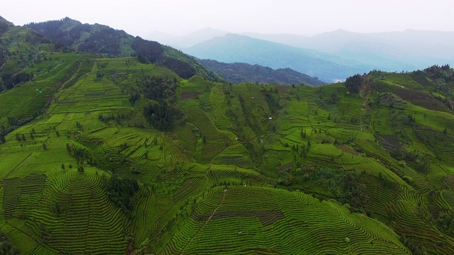 山地茶园的空中景观视频素材