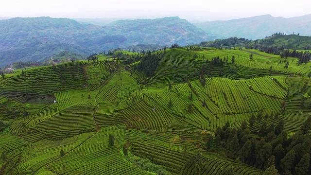 茶园风景优美视频素材