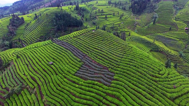 山地茶园的空中景观视频素材