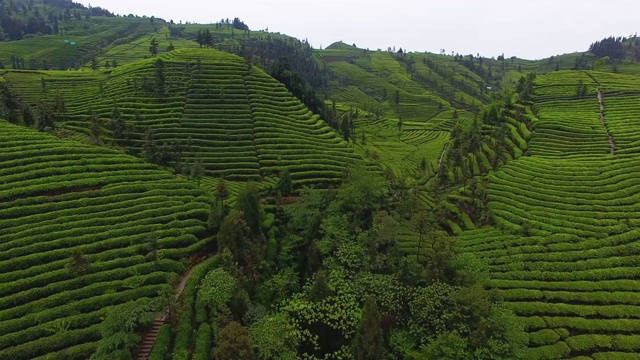 山地茶园的空中景观视频素材