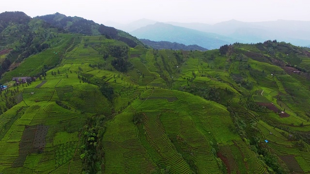 山地茶园的空中景观视频素材