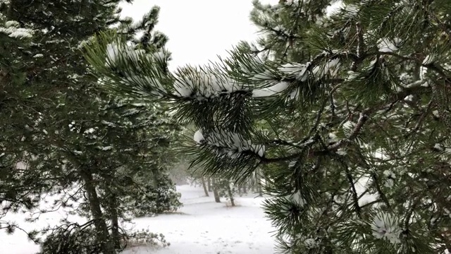 松林冬日降雪视频素材