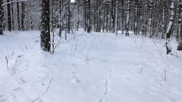 观雪过冬森林。地上有兔子的脚印视频素材