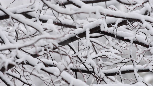 冬天，花园里下着大雪视频素材