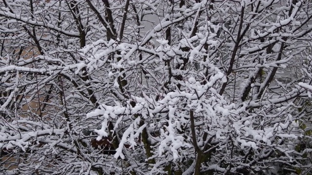 冬天，花园里下着大雪视频素材