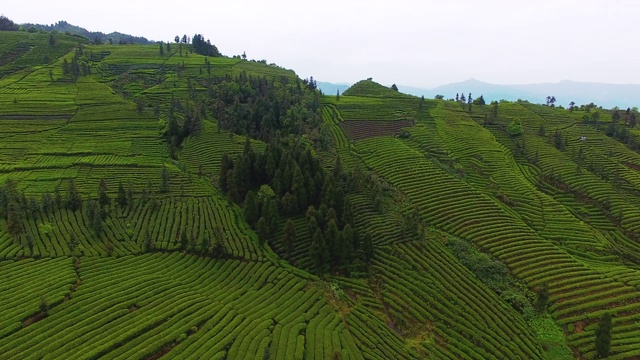 空中，美丽的茶园景观视频素材