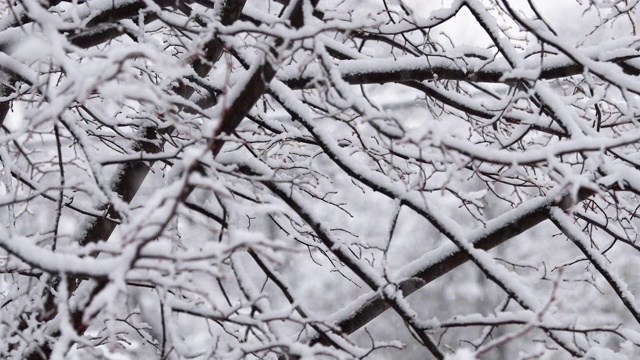 冬天，花园里下着大雪视频素材