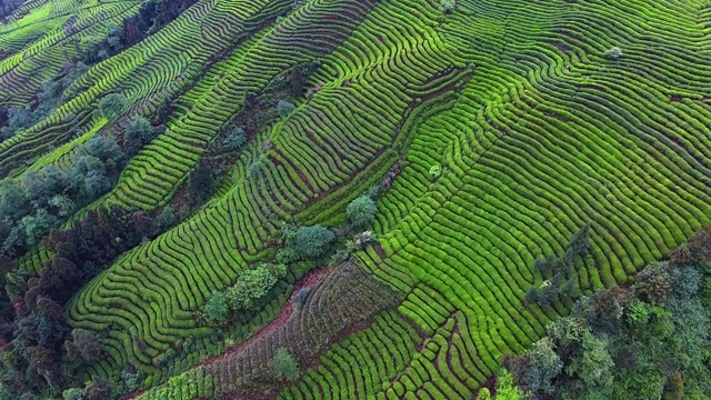 山地茶园的空中景观视频素材