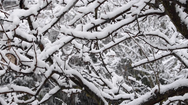 冬天，花园里下着大雪视频素材