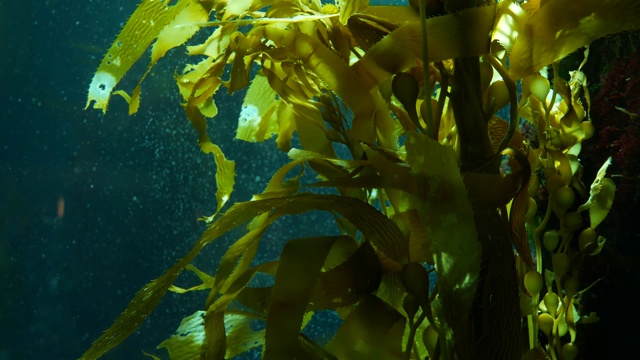 光线透过巨大的海藻森林。Macrocystis pyrifera。潜水，水族馆和海洋概念。水下近距离摇摆的海藻叶子。阳光穿透充满活力的奇异海洋植物视频素材