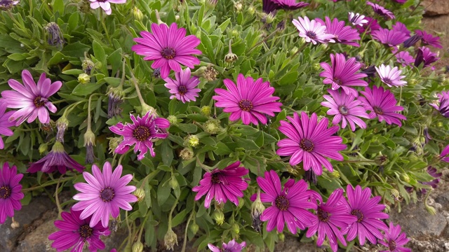 粉红色的花在花园里视频素材