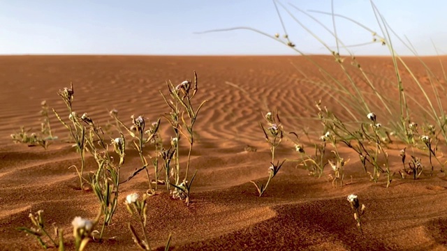 沙地植物视频下载