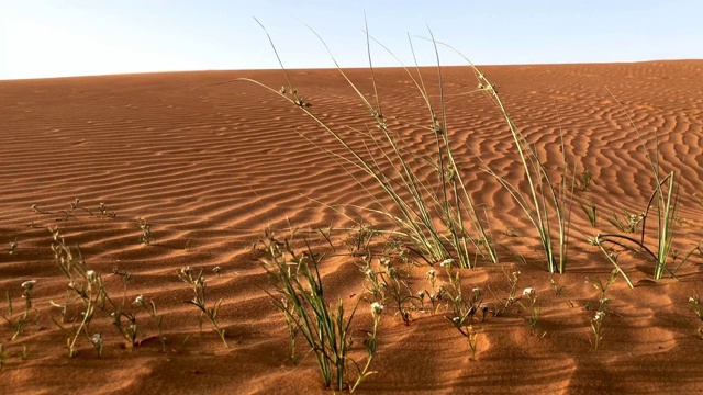 沙地植物视频下载