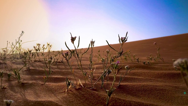 沙地植物视频下载