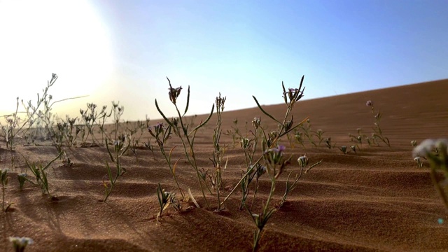 沙地植物视频下载