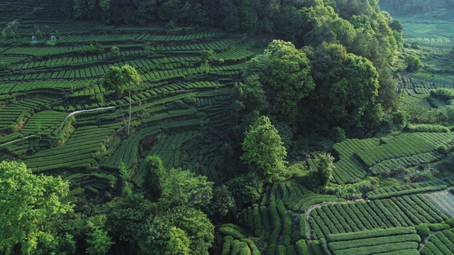 中国四川茶园鸟瞰图视频素材