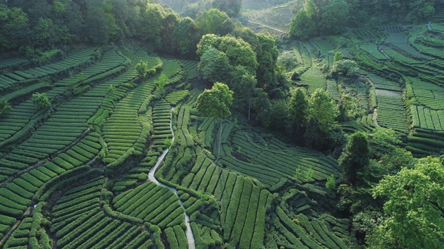 中国四川茶园鸟瞰图视频素材