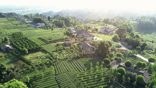 中国四川茶园鸟瞰图视频素材