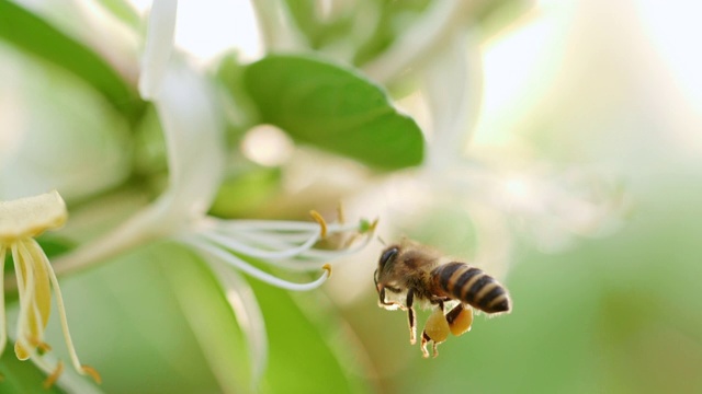 蜜蜂在花周围采花蜜视频素材