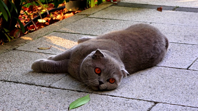 橙色眼睛的有趣的胖波斯猫视频素材