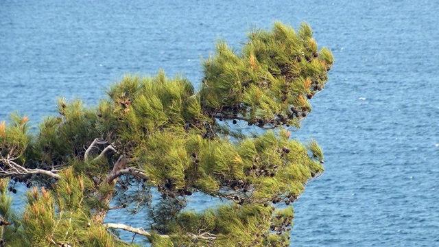 松树后面的海景视频素材