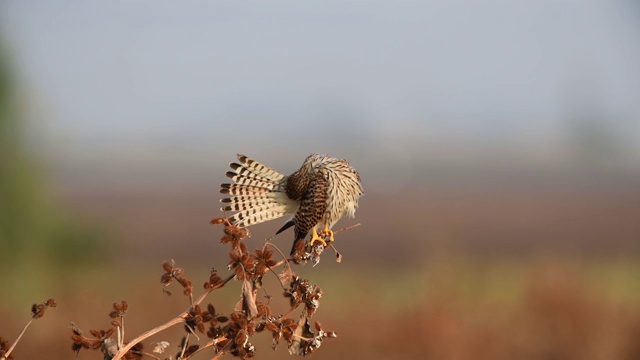 普通kestrel (Falco tinnunculus)视频素材