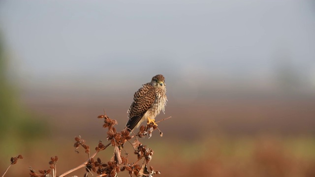 普通kestrel (Falco tinnunculus)视频素材