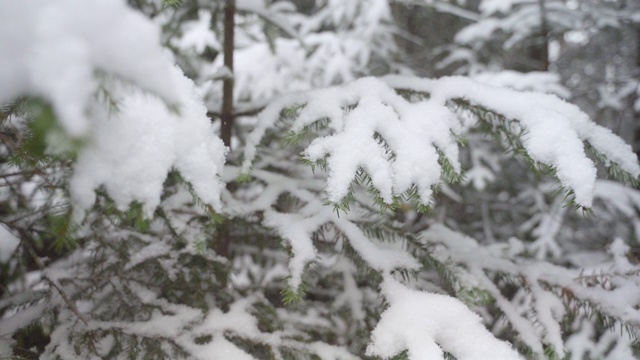 雪花落在冷杉树枝上视频素材