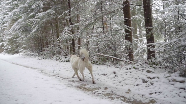 狗喜欢冬天森林里的新雪视频素材